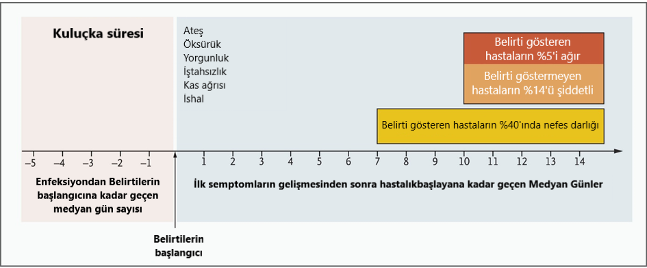 koronavirus hastalik seyri 831093