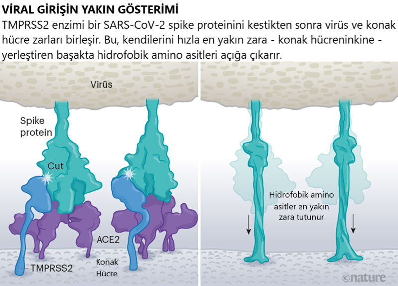 Nahansicht des Eintritts des Coronavirus in eine menschliche Zelle