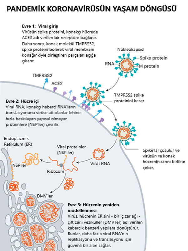 Lebenszyklus des Coronavirus SARS-CoV-2 und Covid-19-Erkrankung 1