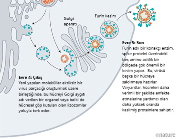 Lebenszyklus des Coronavirus SARS-CoV-2 und Covid-19-Erkrankung 2