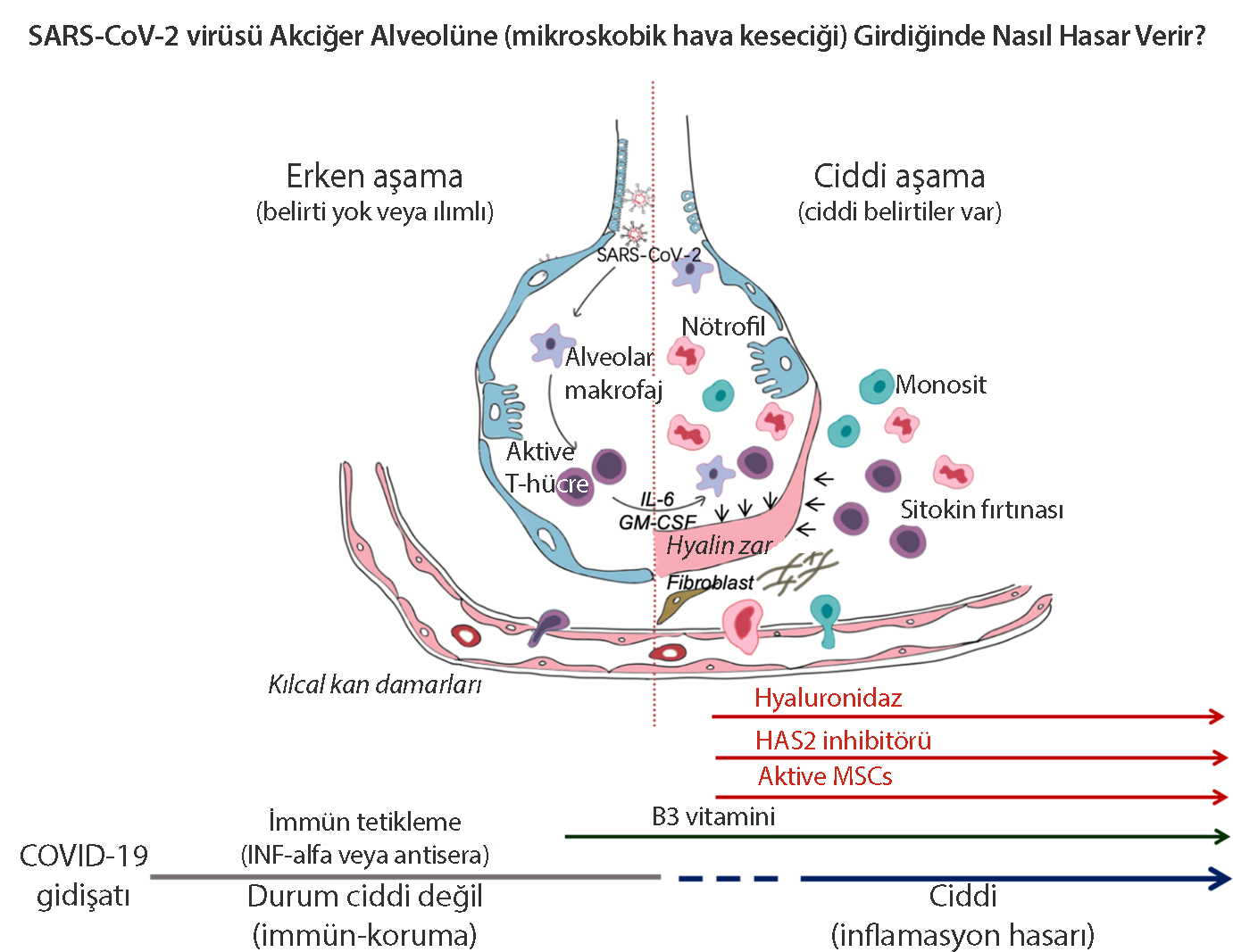 Wie reagiert das Immunsystem auf das Coronavirus?
