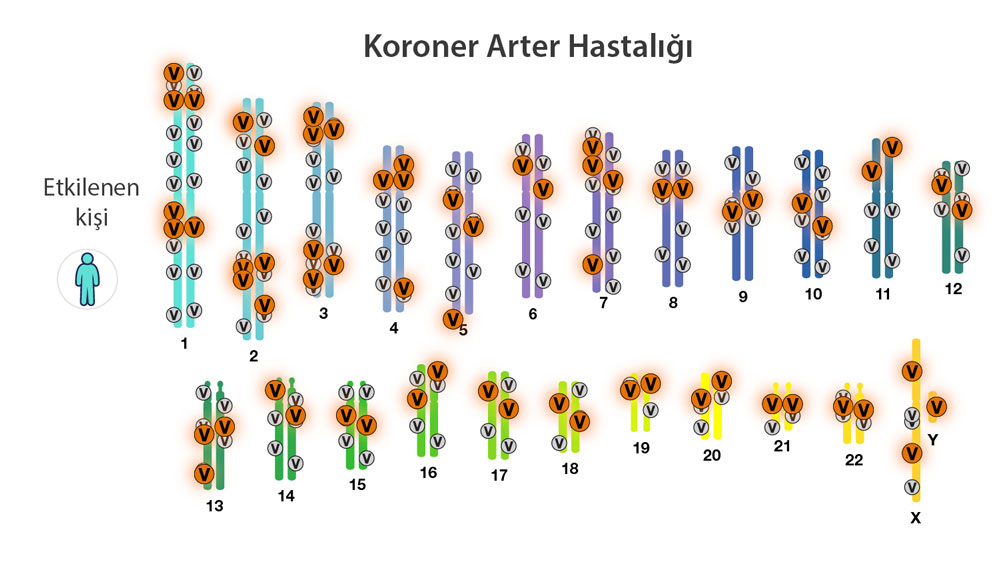 Koronar arteriya xəstəliyini anlamaq: mürəkkəb gen qarşılıqlı təsirləri, PRS