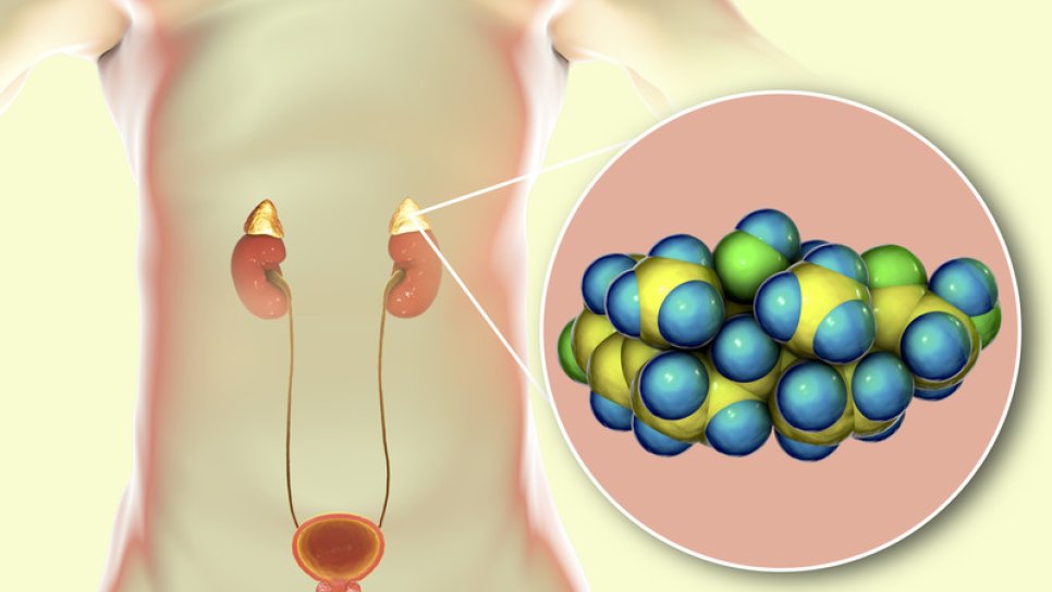 Was sind Cortisol und Cortison und welche Aufgaben haben sie?