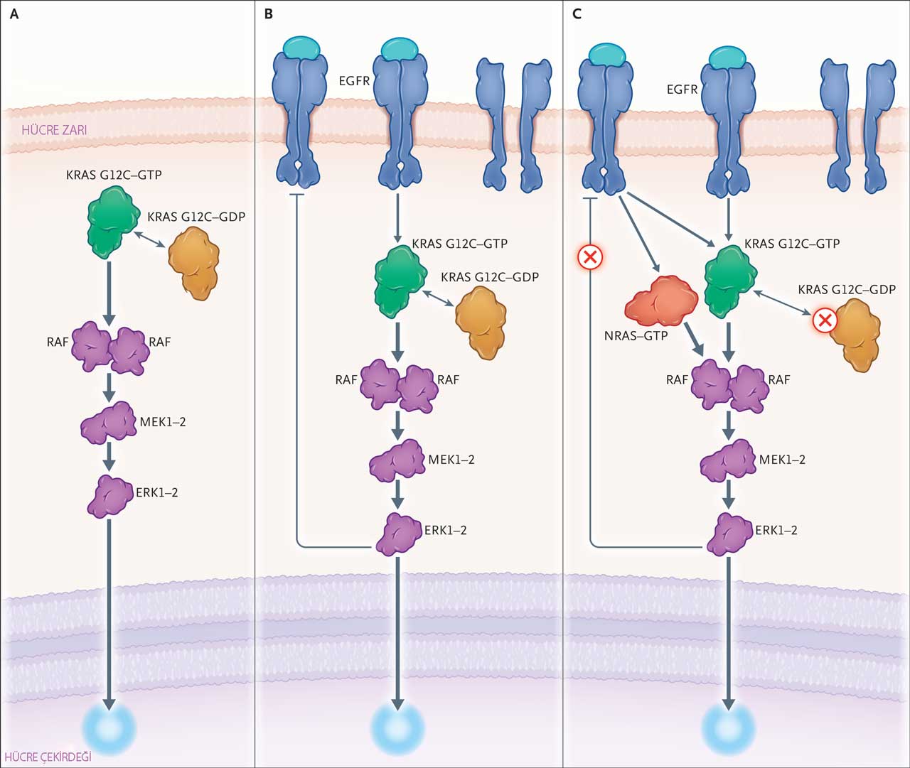 Mechanismus der Signalwege in Zellen mit einer KRAS-G12C-Mutation
