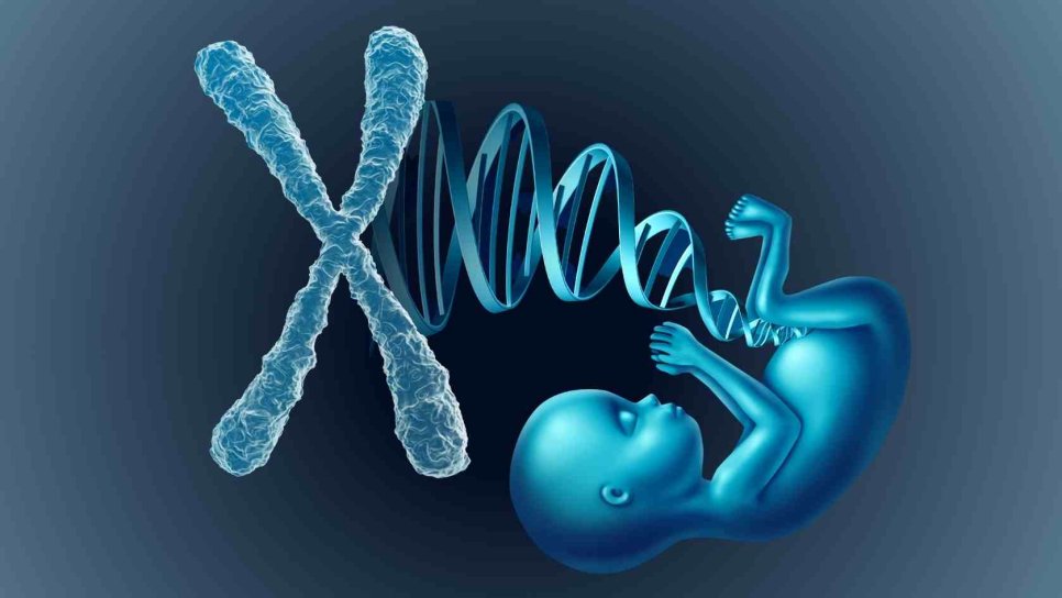 The Chromosomal Theory of Inheritance 1902 – The Birth of Cytogenetics