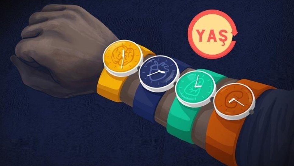 İki Yaşımız Var: Kronolojik ve Biyolojik Yaş – Bu Neden Önemli ve Epigenetik Yaş Ölçümü