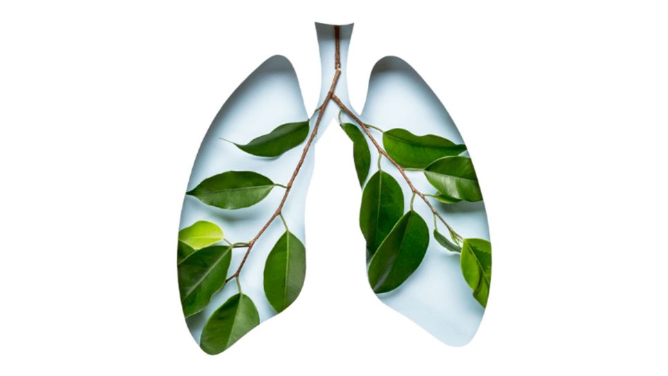 Kiçik hüceyrəli ağciyər xərçəngində serplulimab ilə indiyədək əldə edilən ən yaxşı nəticələr