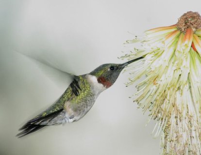 Larotrectinib: Kanserin kaynaklandığı ORGANDAN BAĞIMSIZ onay alan ilk akıllı ilaç