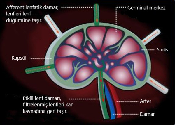 Aufbau eines Lymphknotens