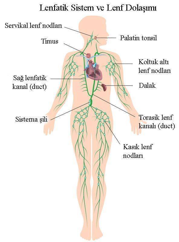 Lymphatisches System und Lymphkreislauf