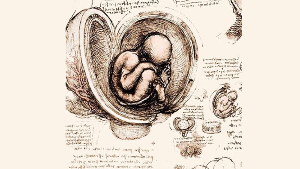 Анатомические рисунки Leonardo, 1510