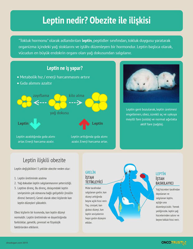 leptin nedir obezite ile iliskisi 73359
