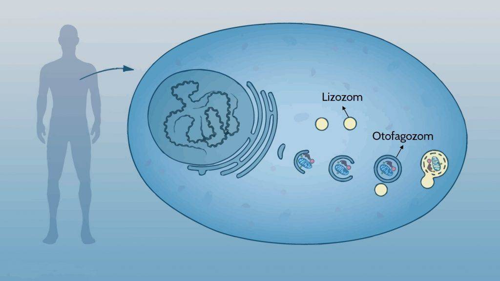 lizozom 297740