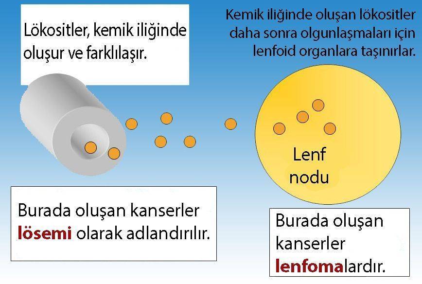 losemi ve lenfoma farki 874812