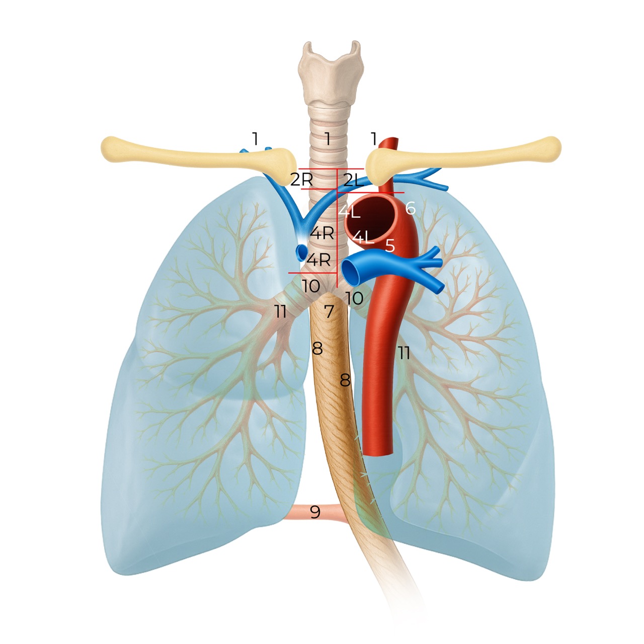 lung cancer tnm9 n staging 838292