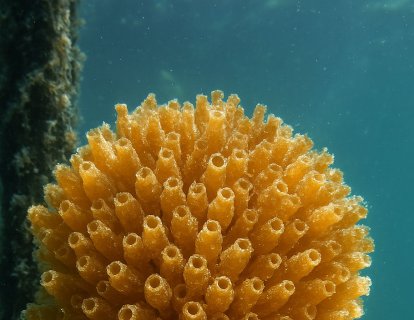 Lurbinectedin (Zepzelca) Nedir? FDA Onayı, Türkiye Ruhsatı ve Geri Ödeme Durumu