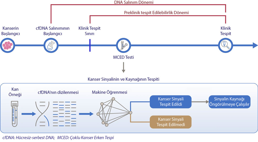 How an MCED blood test using machine learning works