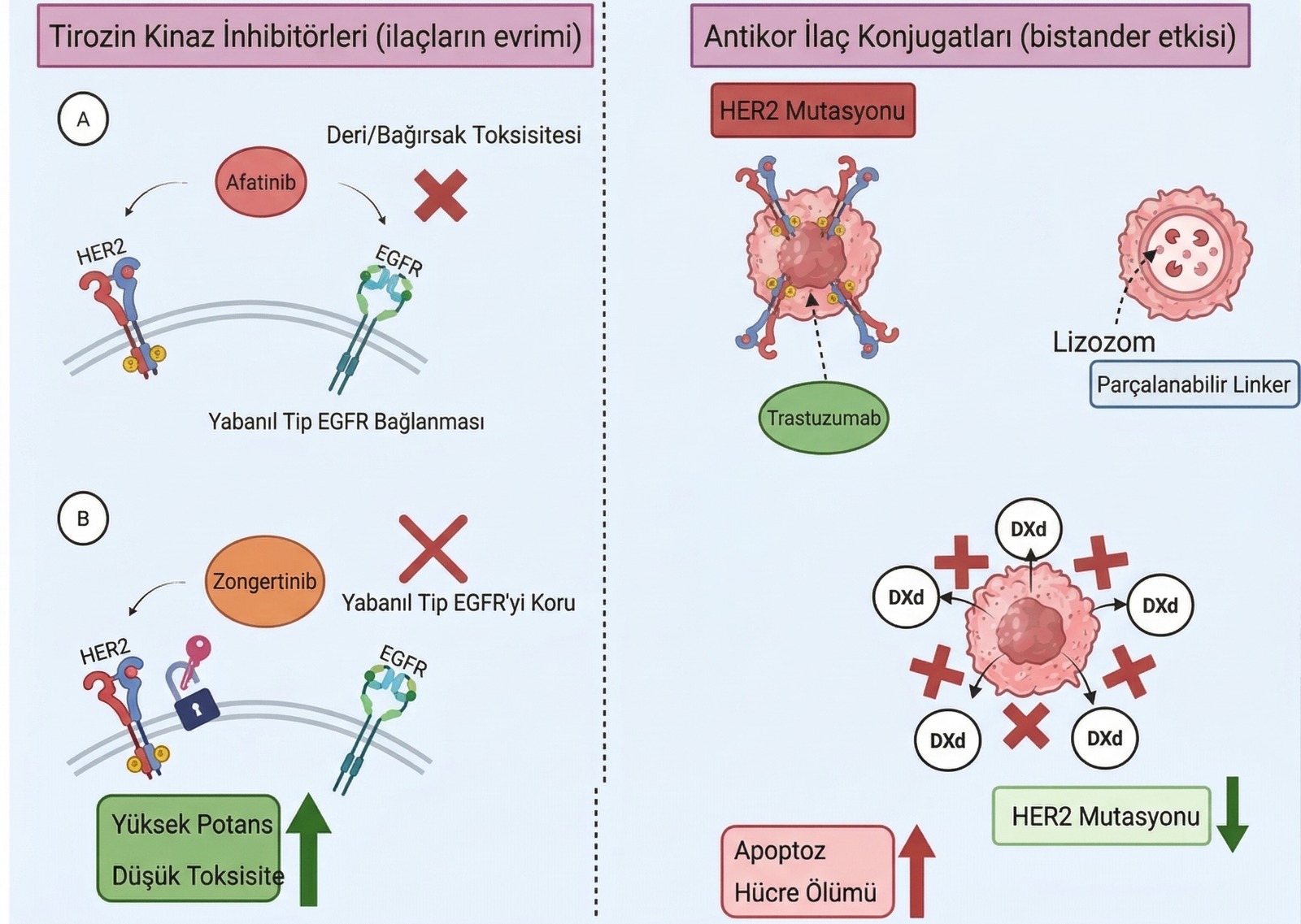 mechanism of action of next generation agents the difference between selective tki and adc yeni nes