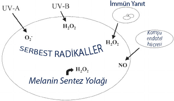 melanosit hucreleri dogal olarak birden fazla oksidatif stres kaynagina maruz kalir 989460