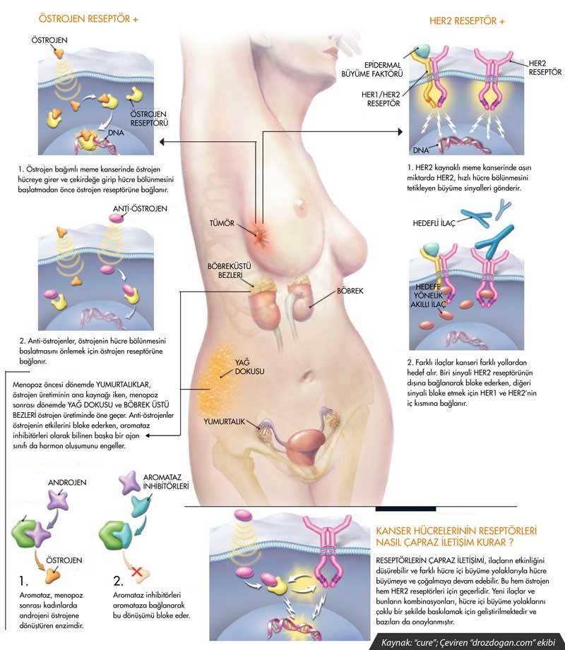 Brustkrebs und seine Behandlungen verstehen: hormonpositiv und HER2-positiv
