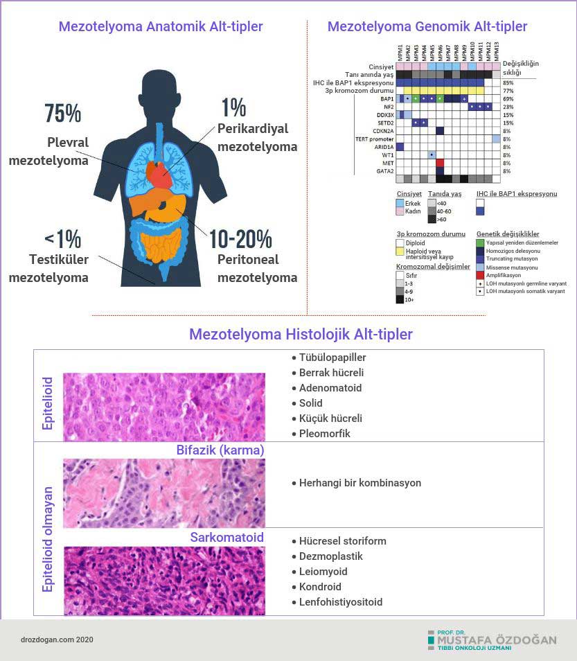 mezotelyoma cesitleri nedir anatomik histolojik genomik alt tipleri 235867