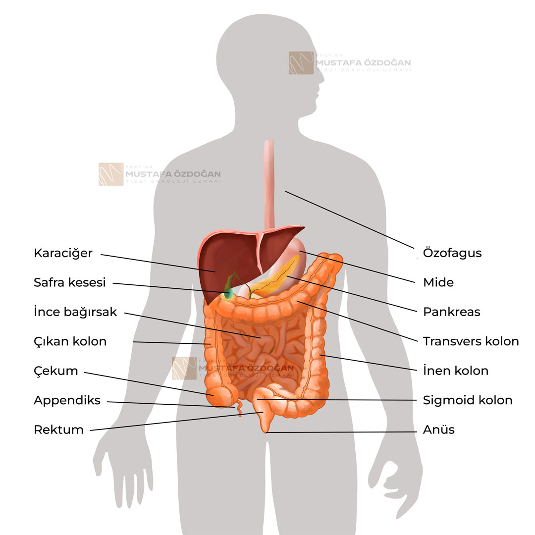mide bagisak sisteminin basit anatomisi rektum neresi yerlesim yeri 647479