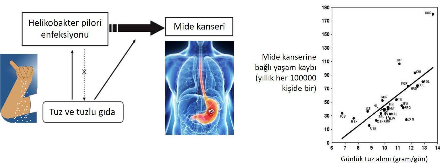 mide kanseri riski tuz iliskisi 861799