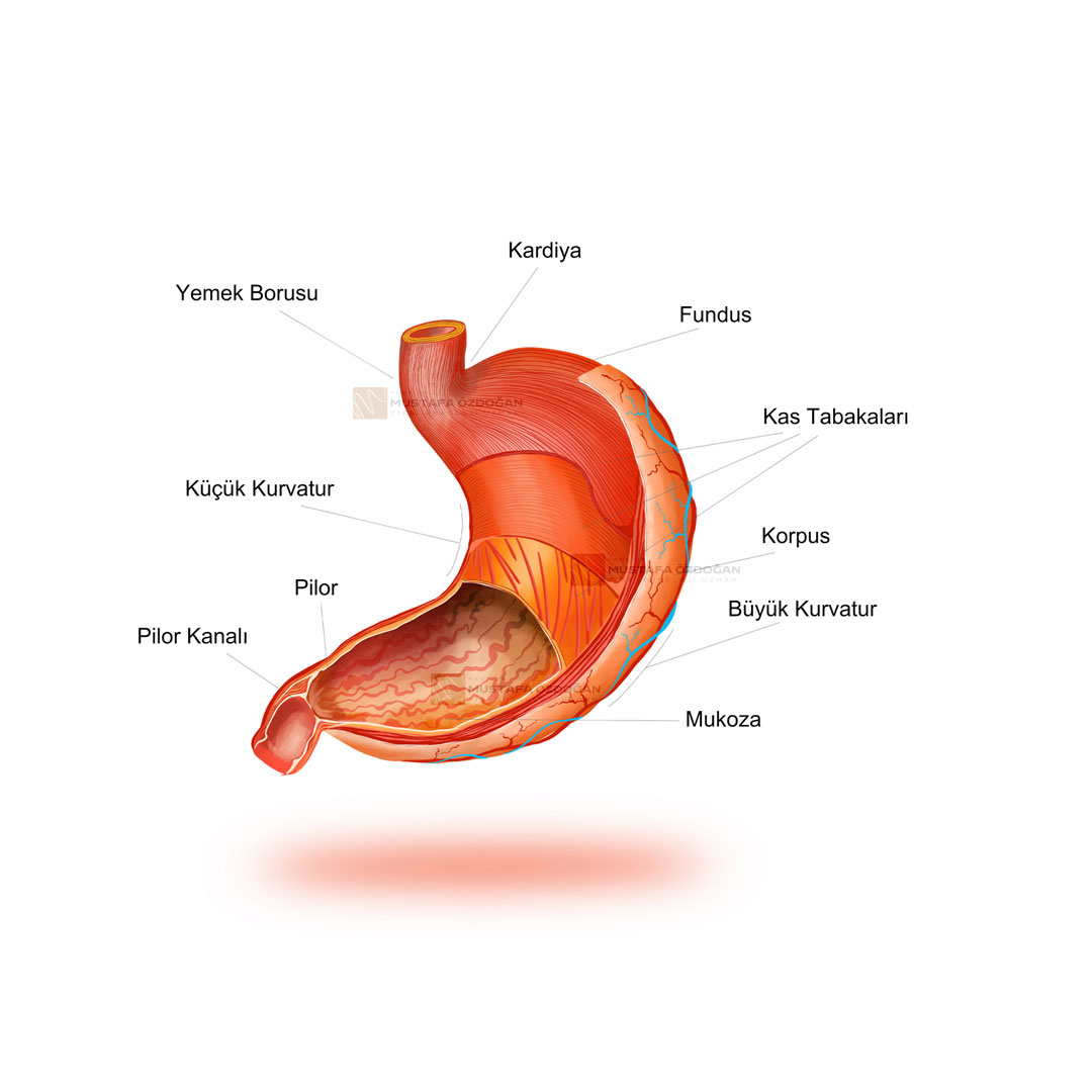 midenin gorevleri katmanli anatomisi mustafa ozdogan drozdogan 502446