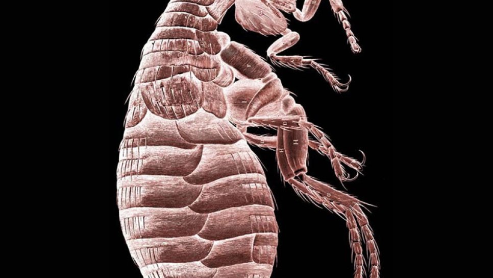 Mikrografi 1665 – Robert Hooke mikroskop ile dünya tarihine iz bırakıyor
