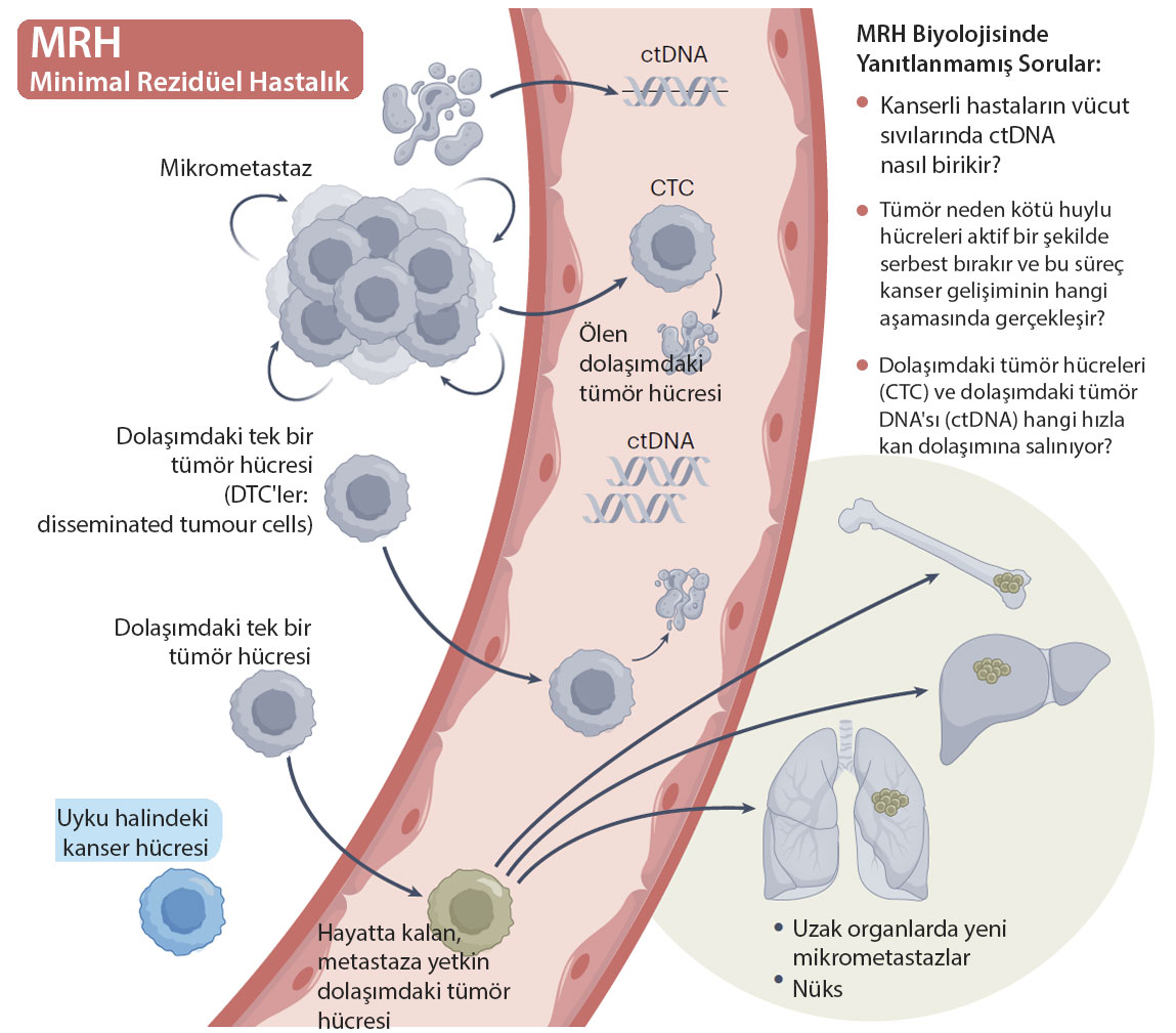 What is minimal residual disease (MRD)? Mechanism infographic