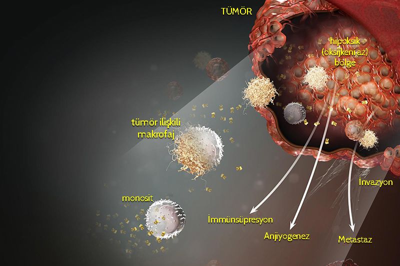 monosit tumor iliskili makrofaj kanseri desteklemek mekanizma 381019