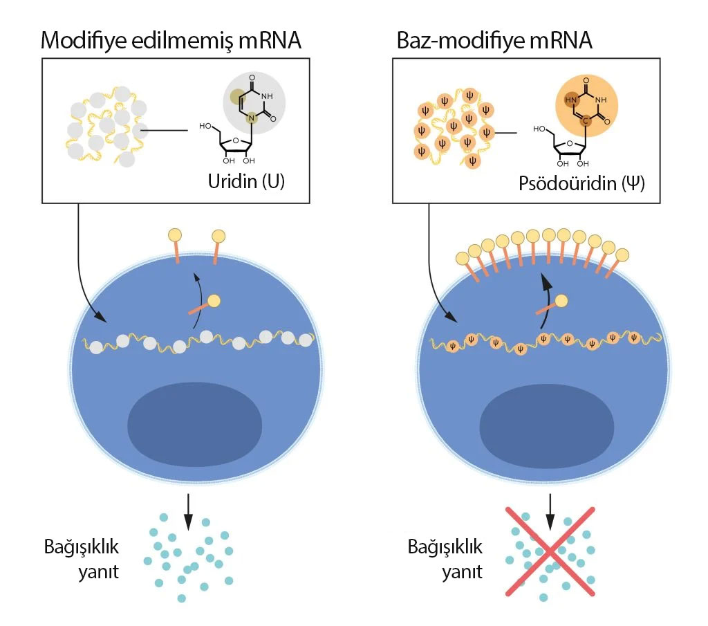 mRNA contains four bases, abbreviated A, U, G, and C. The Nobel laureates discovered that base-modified mRNA can block inflammatory activation and increase protein production when delivered to cells.