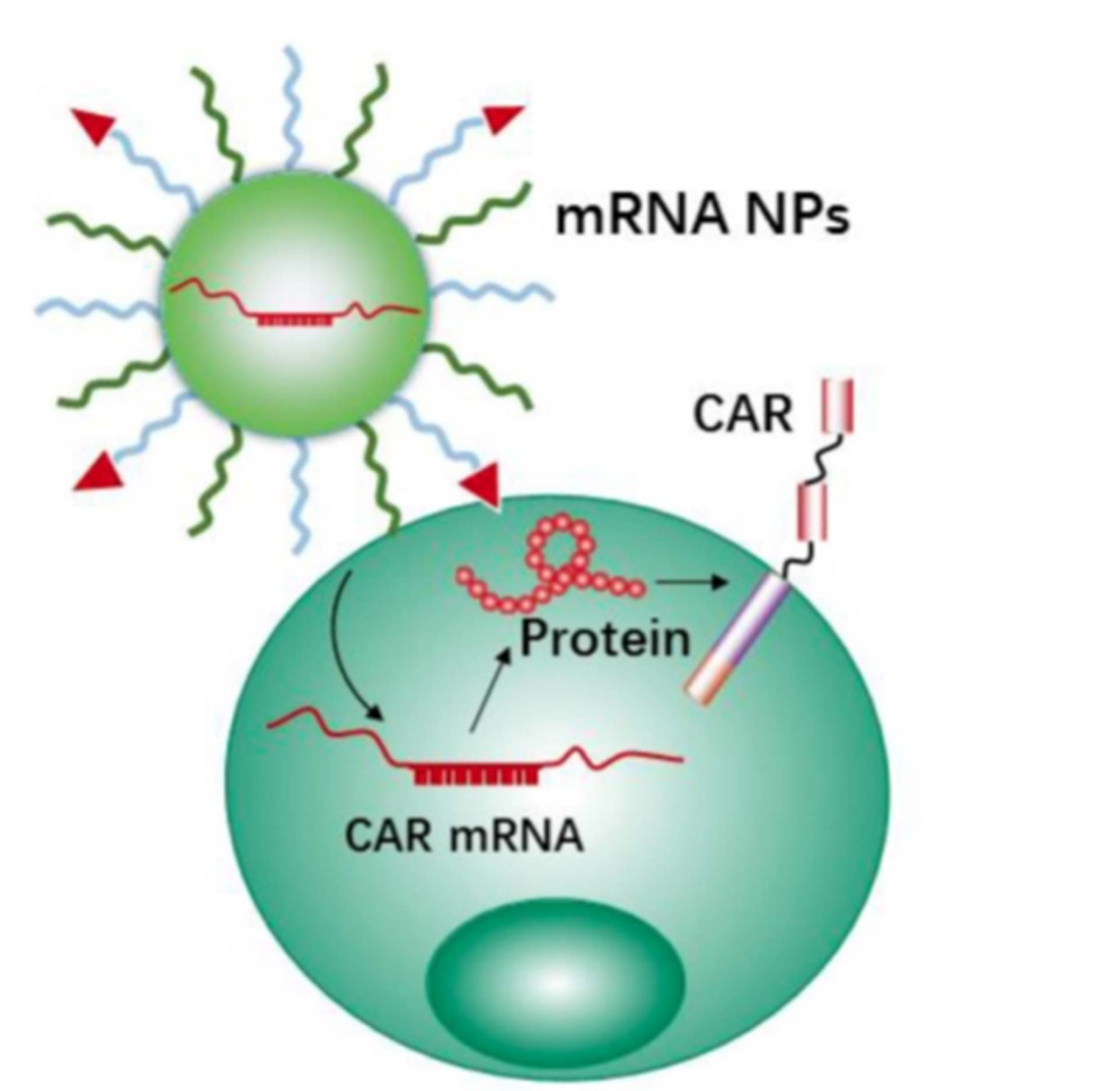 mRNA targeting