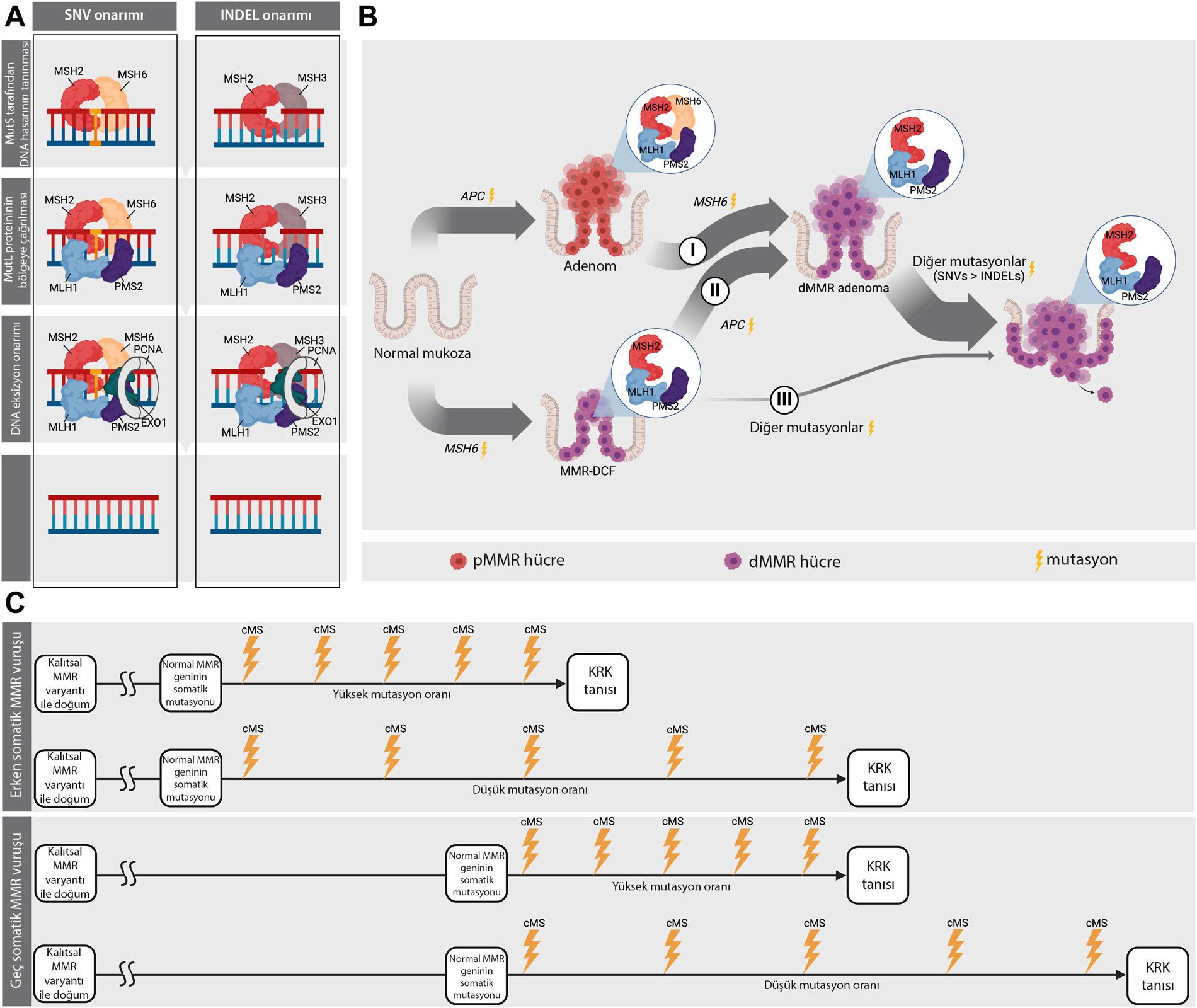 Entstehung kolorektalen Krebses bei MSH6-Mutation: Molekulare Mechanismen und klinische Auswirkungen