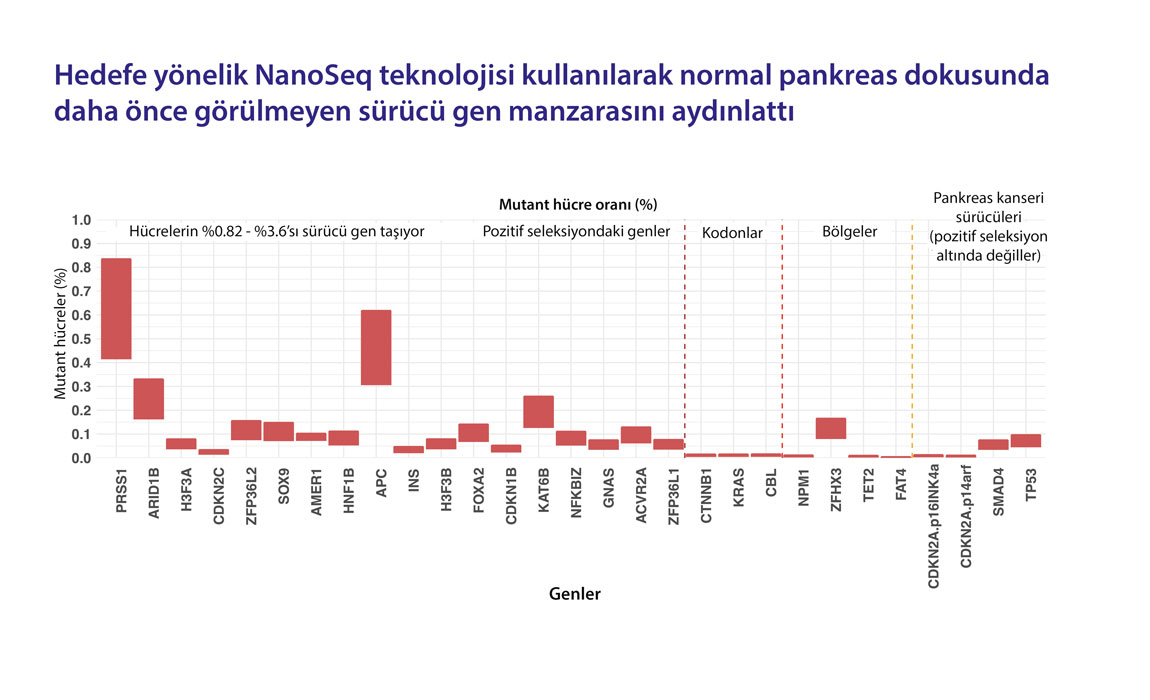 nanoseq teknolojisi kullanilarak normal pankreas dokusunda daha once gorulmeyen surucu gen manzaras
