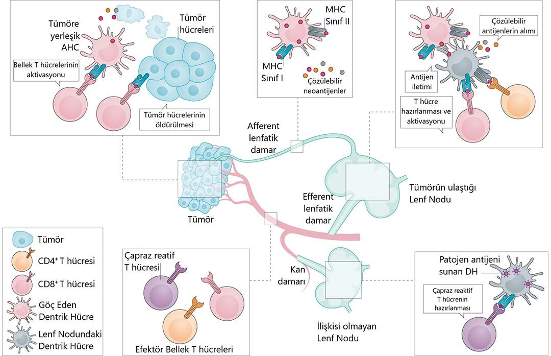 Mechanismus der neoantigenvermittelten Tumorkontrolle