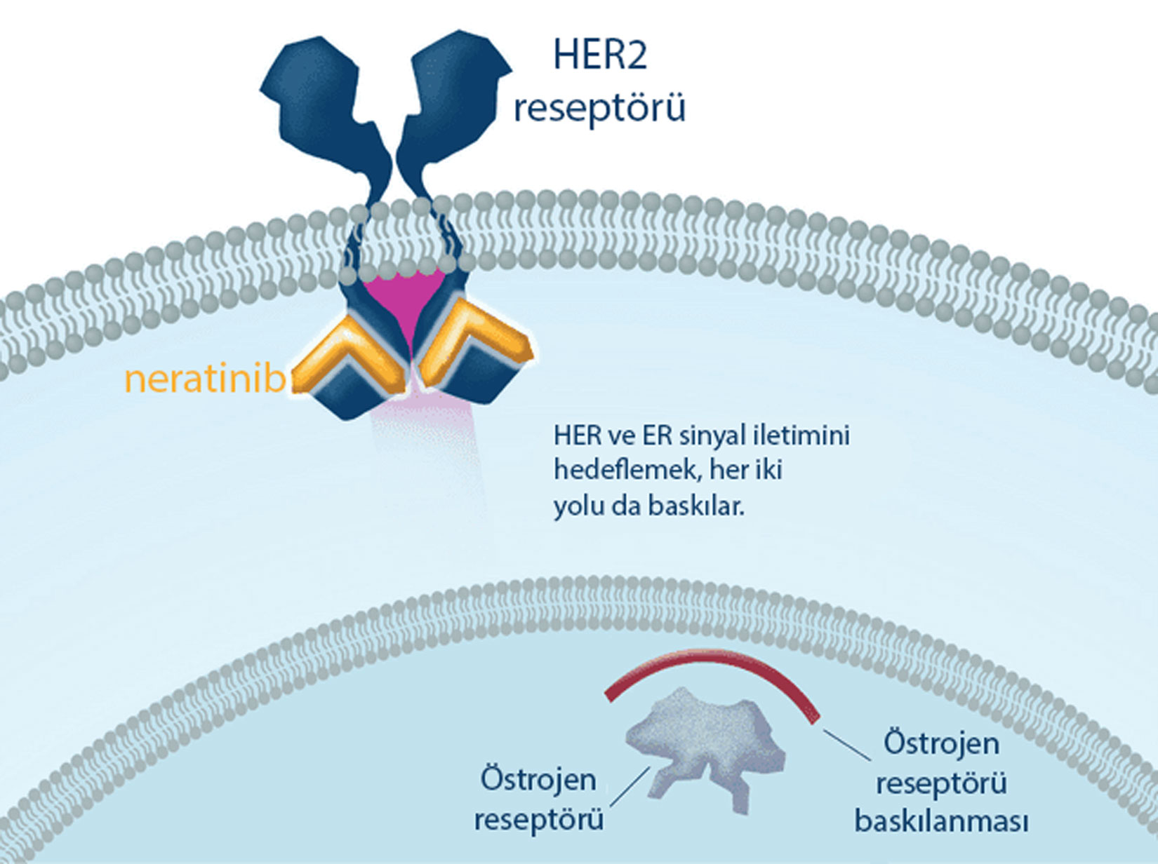 neratinib etki mekanizmasi nasildir 105673