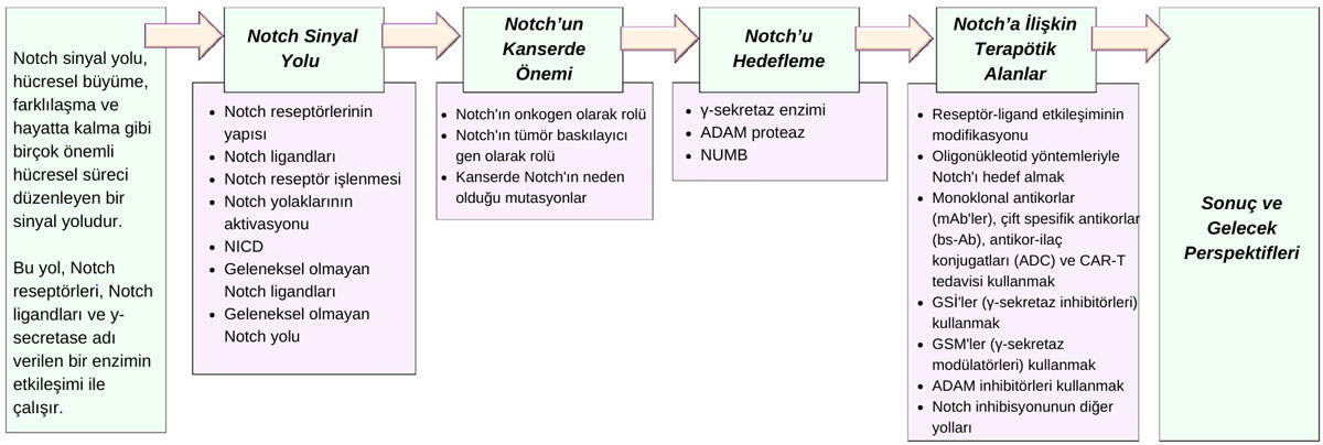 پیچیدگی مسیر پیامرسانی Notch و اهداف درمانی