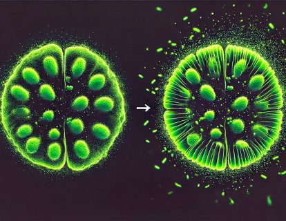Nükleer Lekeler ve Böbrek Kanseri – Dikkat Çeken Yeni Bulgular