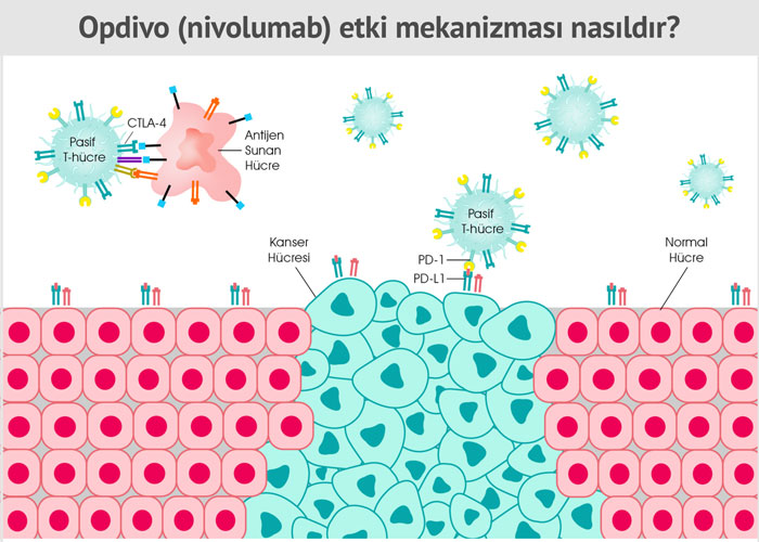 opdivo nivolumab etki mekanizmasi nasildir 1 735966