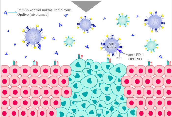 opdivo nivolumab etki mekanizmasi nasildir 2 204282