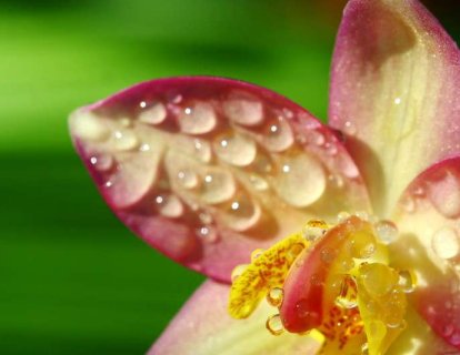 İleri Evre HDR Pozitif Over Kanseri İçin Niraparib, FDA Onayı Aldı