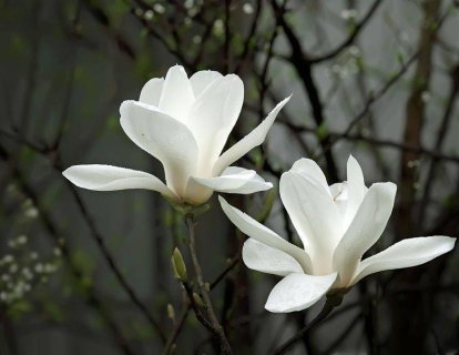 Over (yumurtalık) kanseri tedavisi için kemoterapi ile bevasizumab kombinasyonu FDA onayı aldı