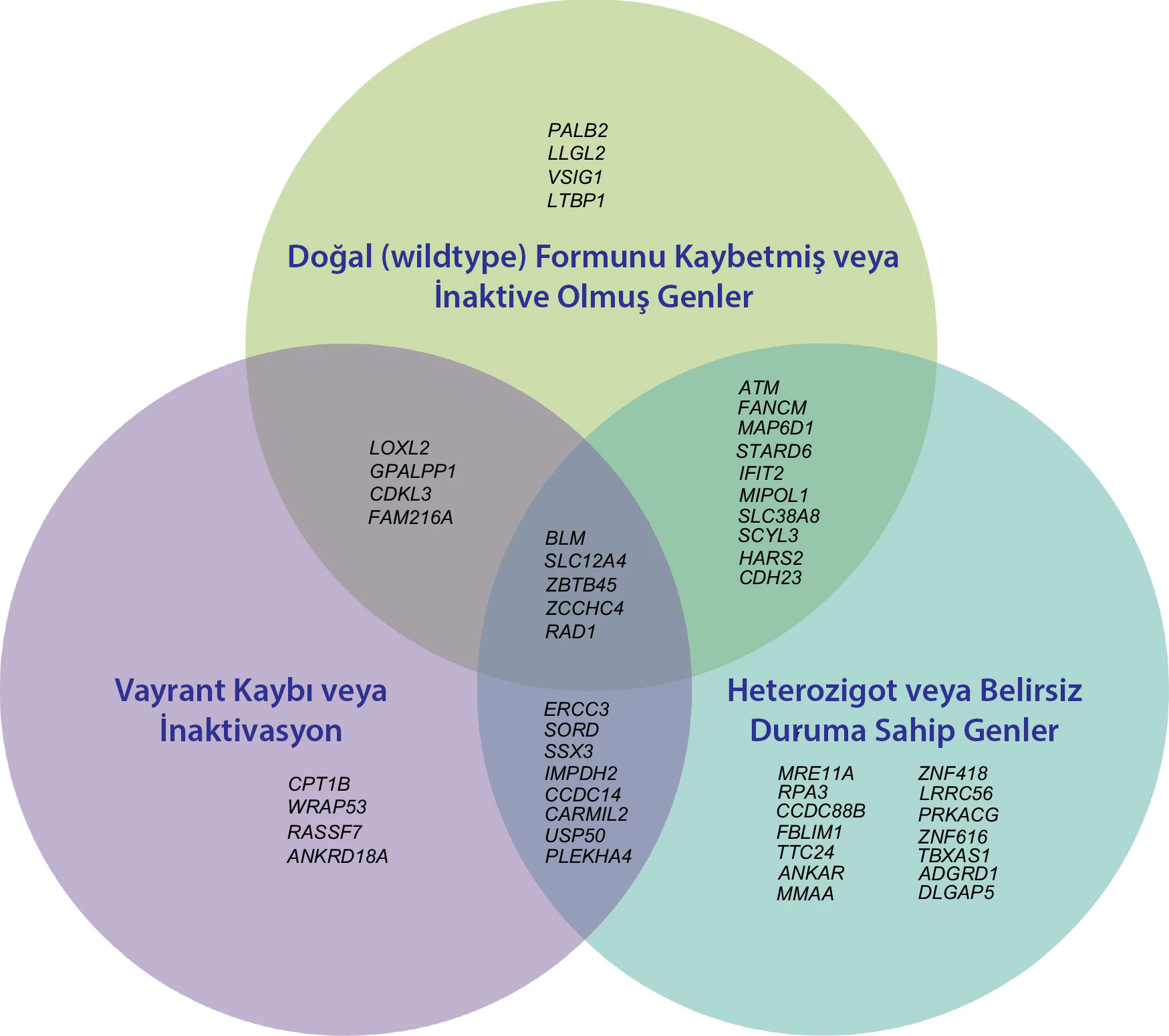 Venn-Diagramm der Tumorsequenzierung für neue erbliche Eierstockkrebs-Gene