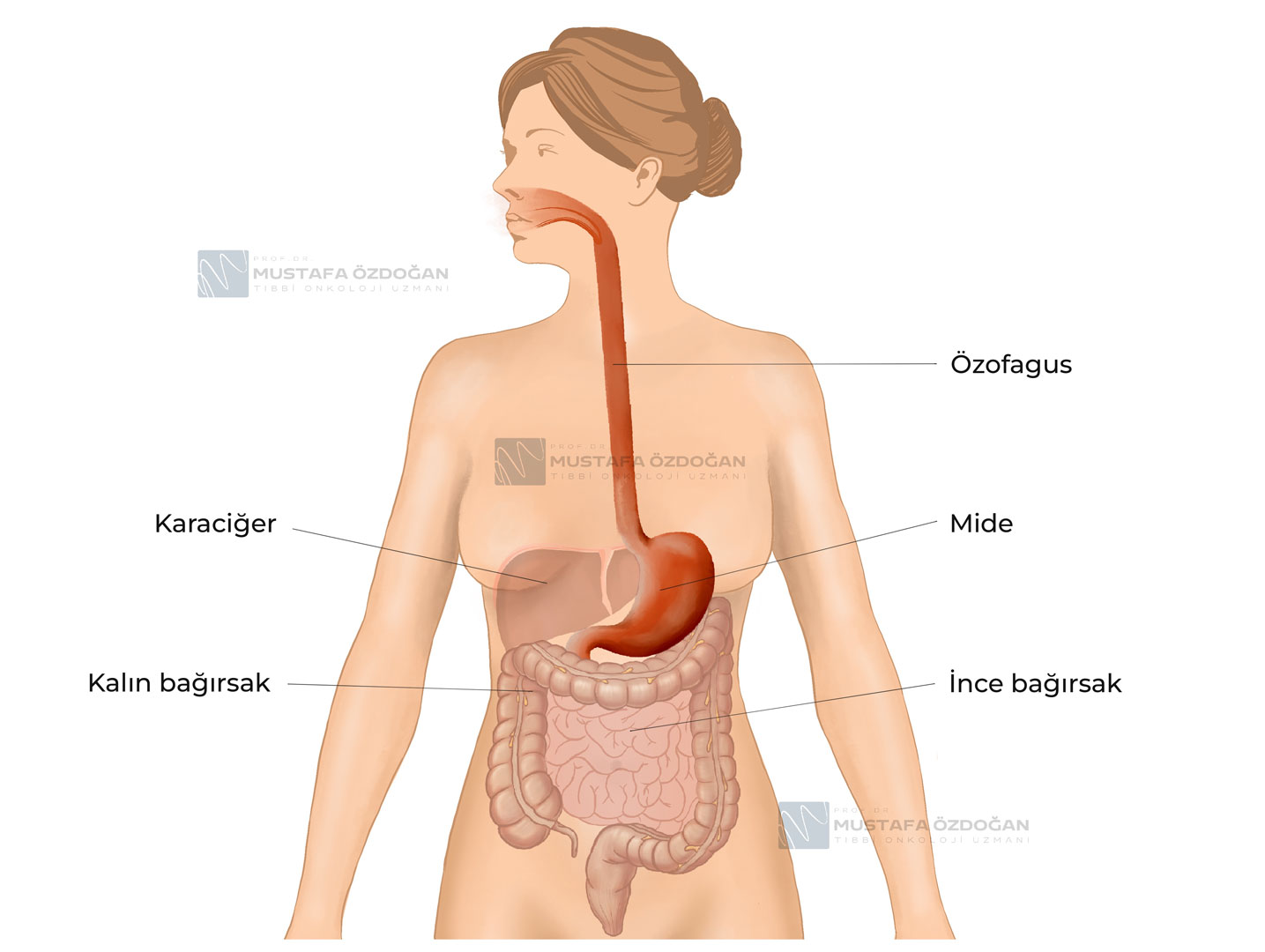 ozofagusun yemek borusu anatomisi nasildir 555248