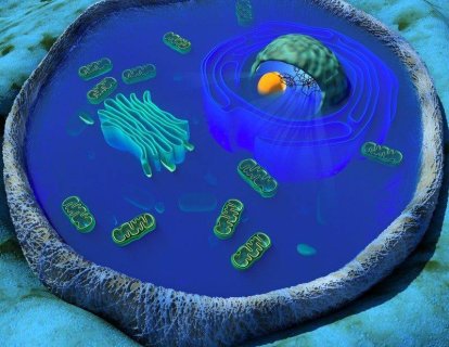 p53 mutasyonu pozitif tümörlerin açlıkla küçültülebilceğini düşündüren bir araştırma