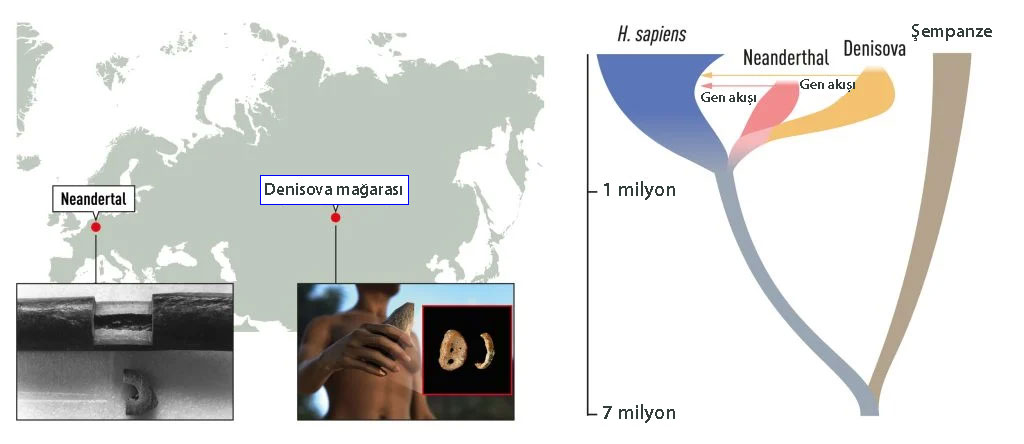 Pääbo gewann DNA aus Knochenproben ausgestorbener Homininen