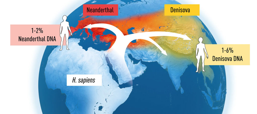 Pääbos Entdeckungen lieferten wichtige Erkenntnisse über die Verteilung der Weltbevölkerung, als Homo sapiens aus Afrika auswanderte und sich über den Rest der Welt ausbreitete
