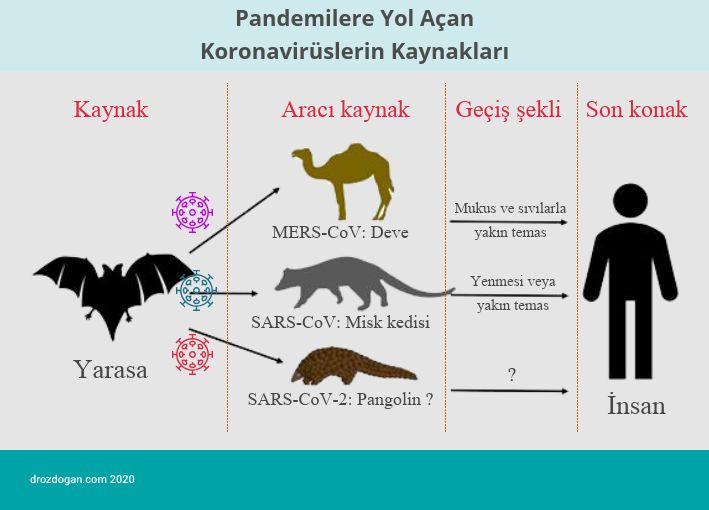 Coronavirus-Arten, die Pandemien verursachen: Ursprung, Zwischenwirt, mers sars covid