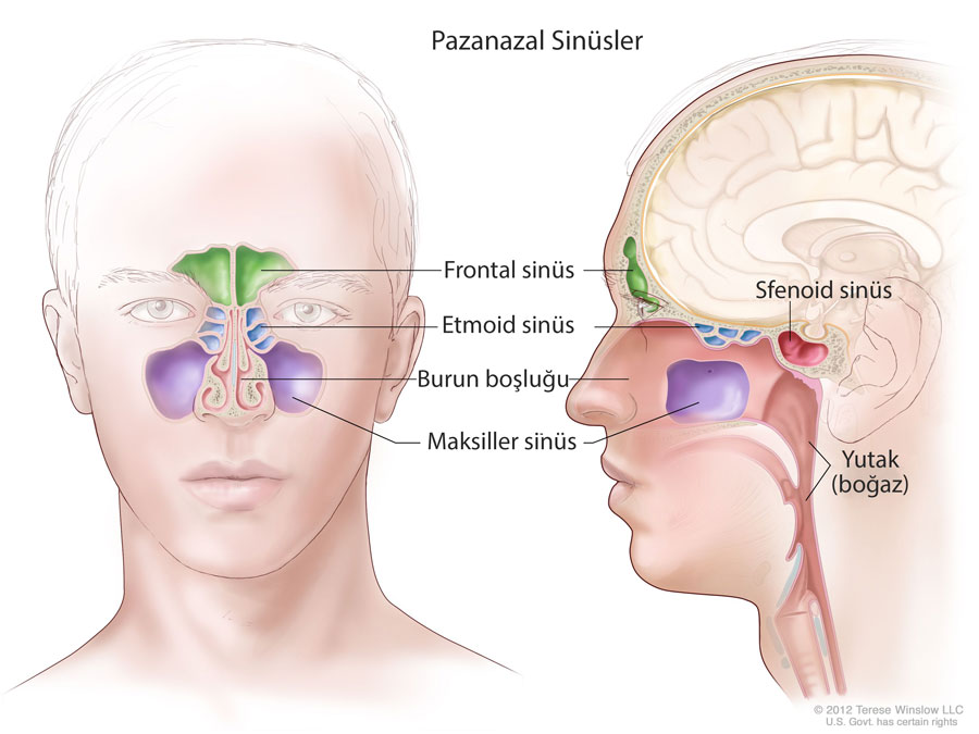 paranazal sinusler nelerdir sinus tumorleri anatomi 581737